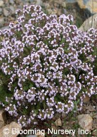 Thymus vulgaris                                